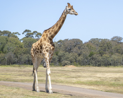 Free Zoos and Museums for Kids Main Image